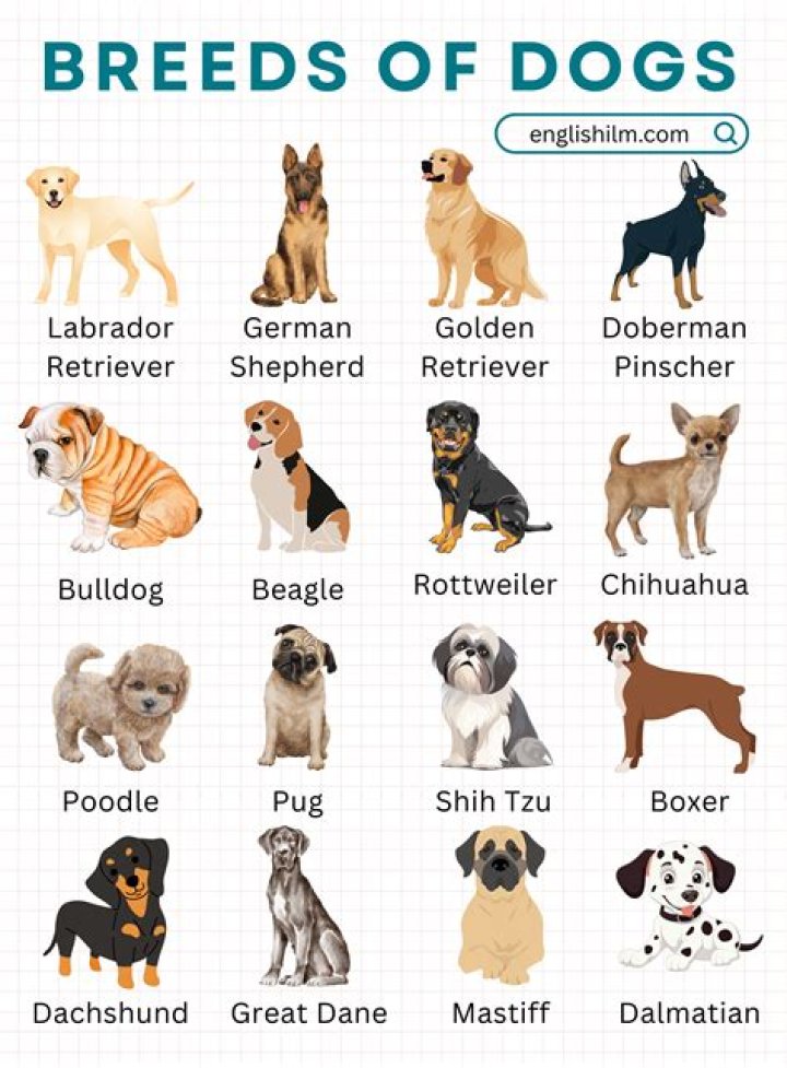 What type of dogs are in Marmaduke?