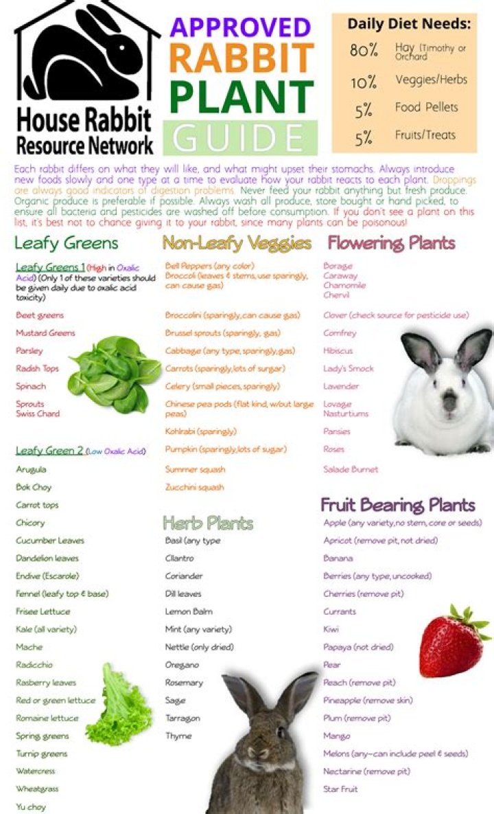 What wood is not safe for rabbits?