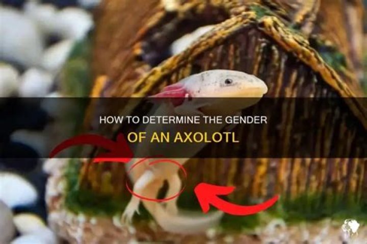 When can you tell Axolotl gender?