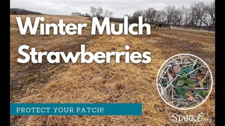 When should I remove the mulch from my strawberries?