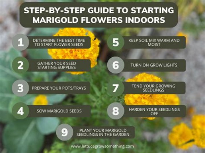 When should you trim marigolds?