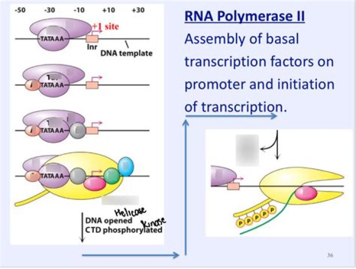 Which of the following is a function of RNA polymerase quizlet?