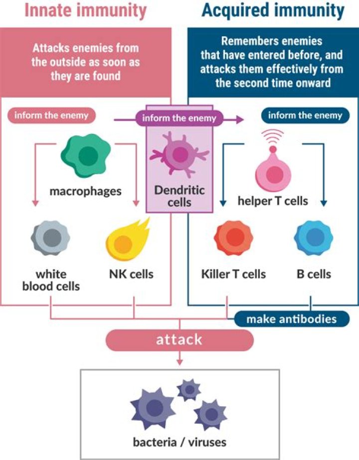 Which two blood cells are chiefly responsible for acquired immunity?