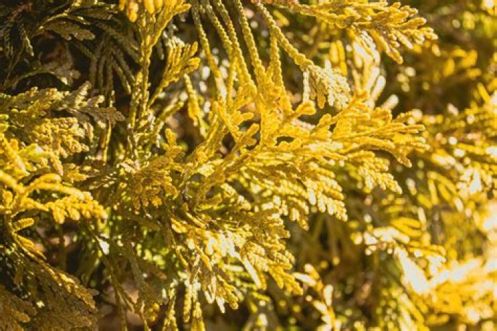 Why are my cedar trees turning yellow?