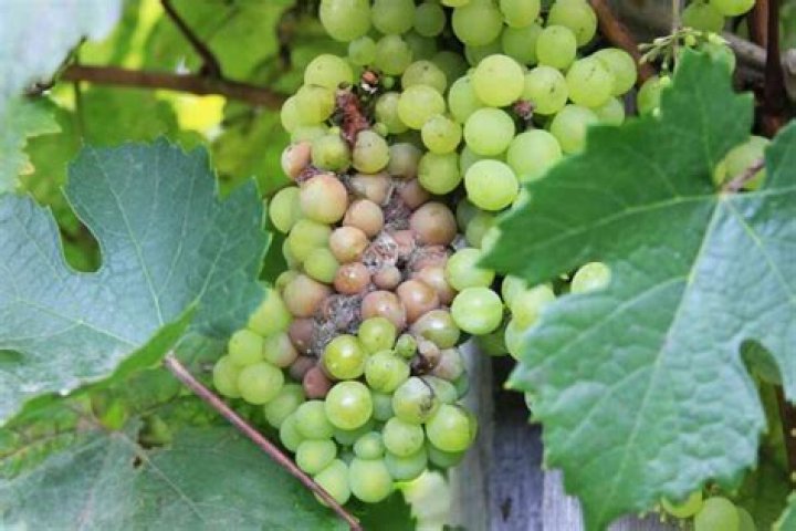 Why are my grapes getting black spots?