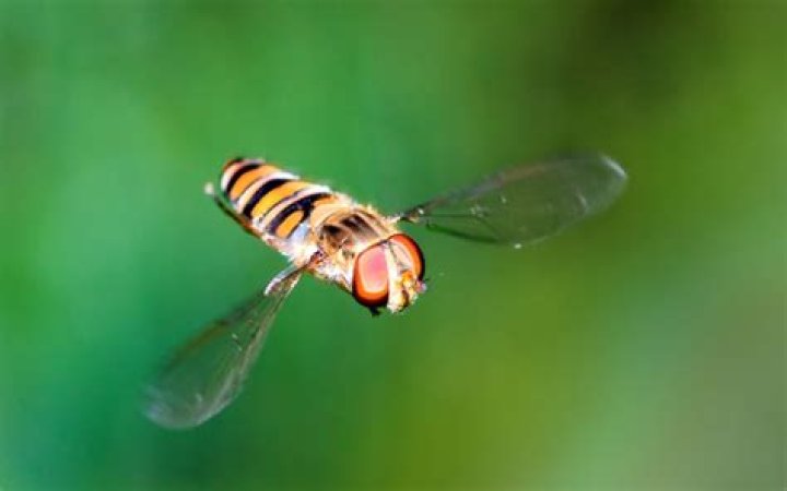 Why do flies hover in one spot?