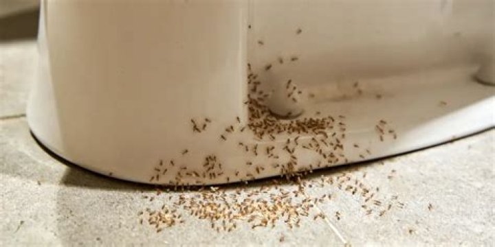 Why do I have ants in my bathtub?