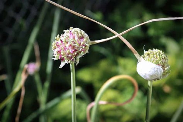 Why do onions bolt?