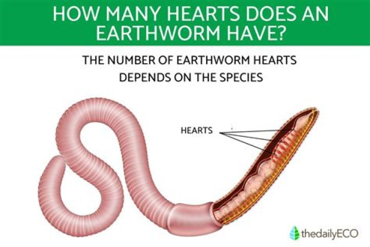 Why do worms have so many hearts?