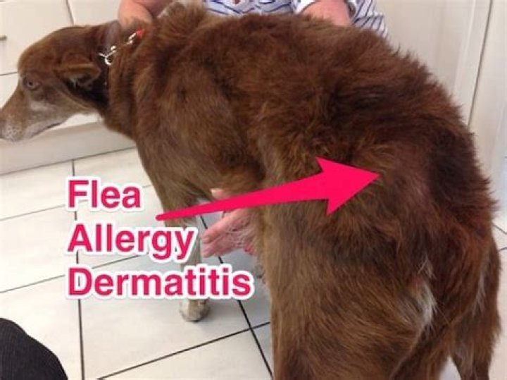 Why does my dog still have fleas after treatment?