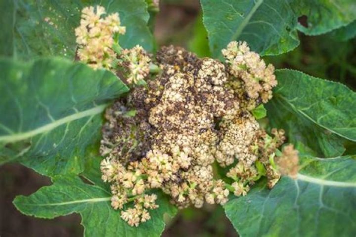 Why has my cauliflower gone pink?