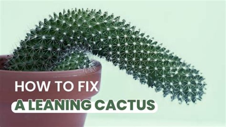 Why is my cactus growing long and skinny?