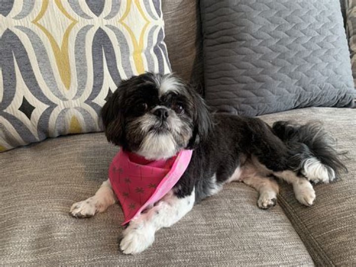 Why is my Shih Tzu’s fur changing color?