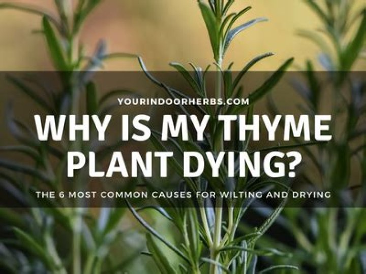 Why is my wooly thyme dying?