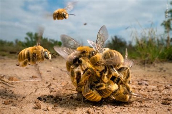 Wildlife Photographer of the Year winners announced.