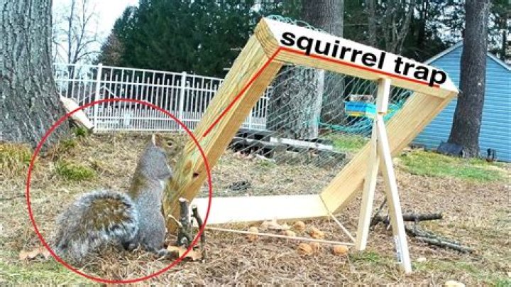 Will a rat trap Kill a red squirrel?