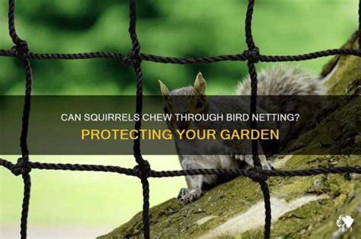 Will bird netting deter squirrels?