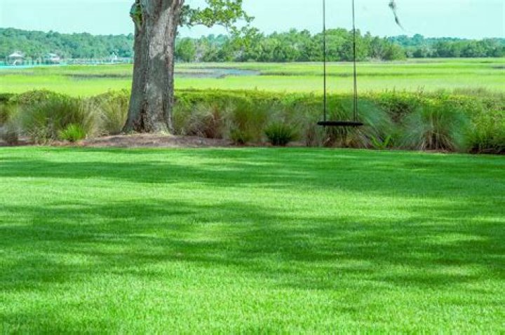 Will Empire Zoysia grow in shade?