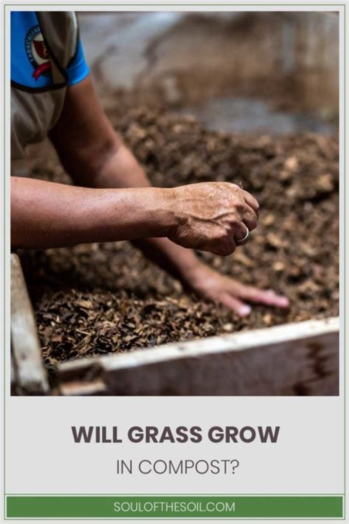Will grass grow in sawdust?