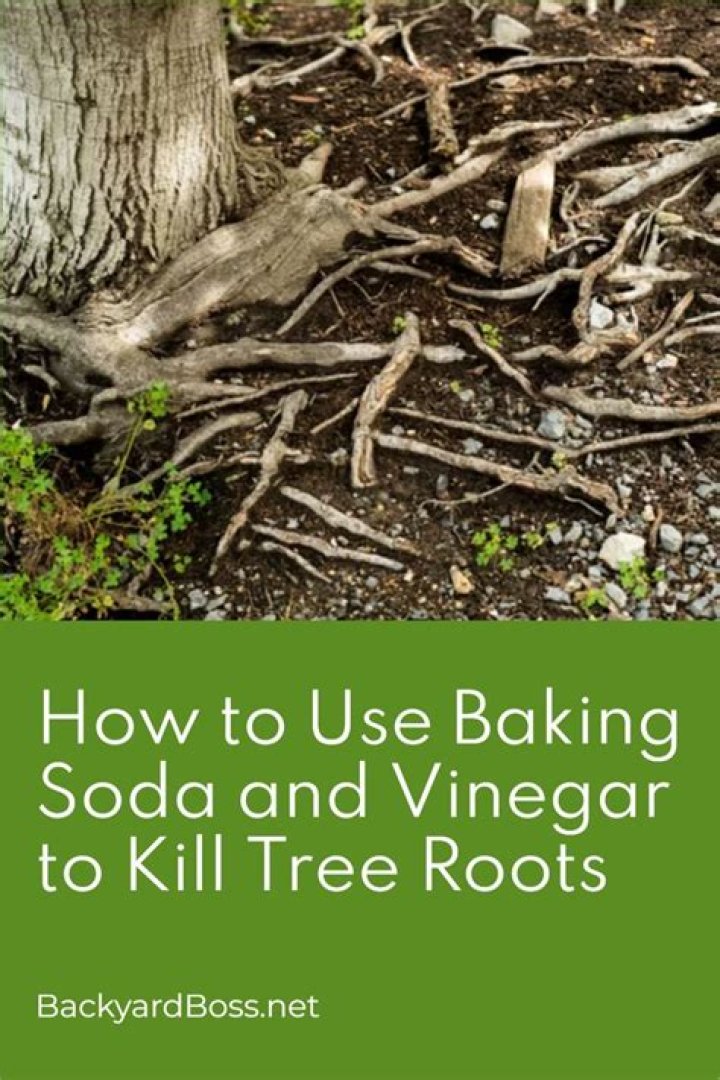 Will vinegar kill tree saplings?