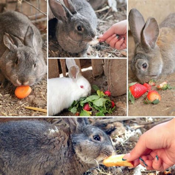 Will wild rabbits eat rabbit food?