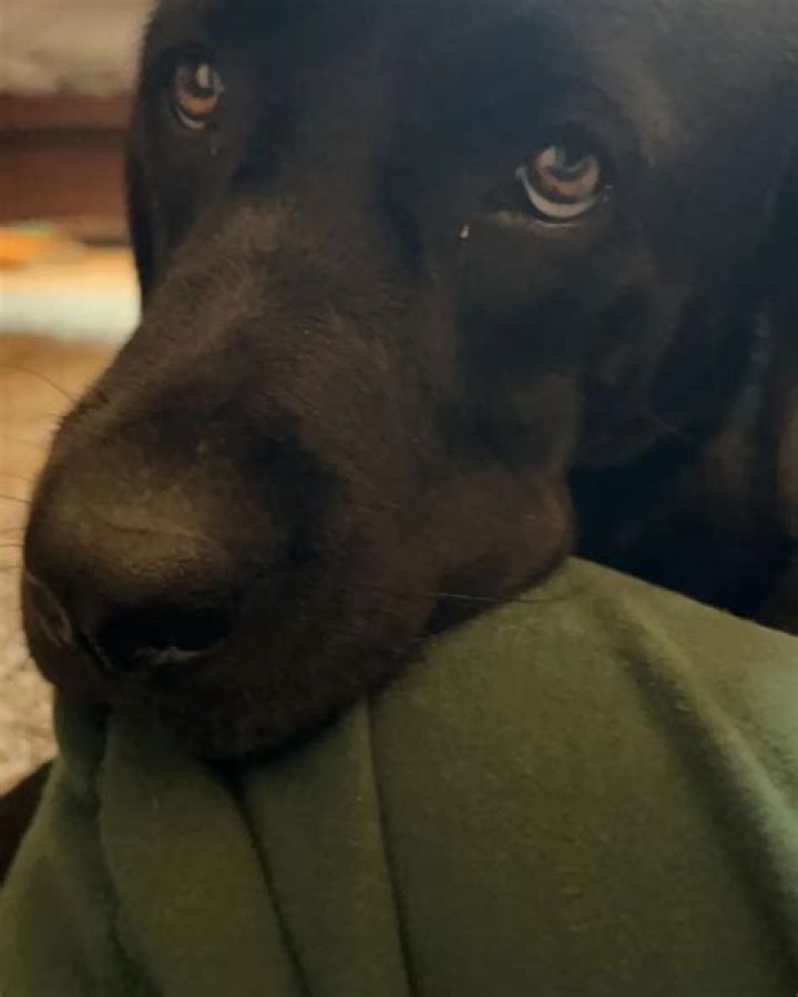 YaYa Gosselin Pets - Celebrity Pets